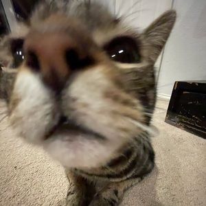 Meet your Posher, Ella